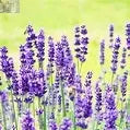Aromatherapy Bath Oils - 2 Ounces
